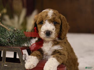 Goldendoodle dogs Yeti - Ad 9