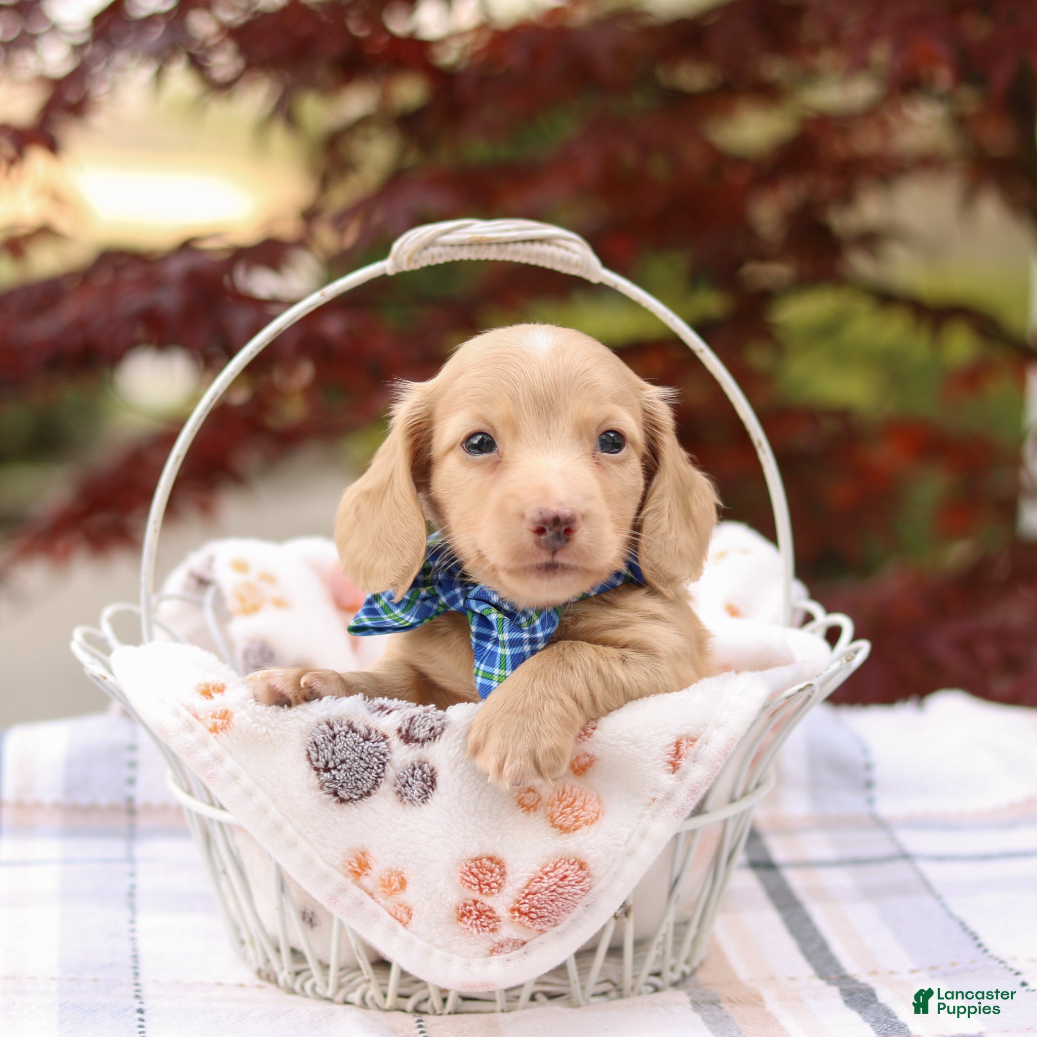 Miniature Dachshund dogs Kip - Ad 2