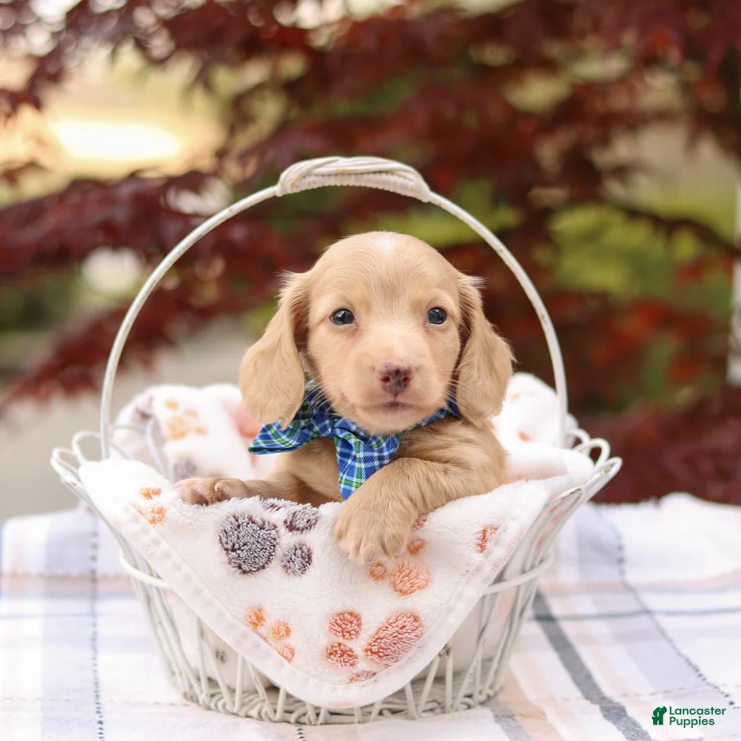 Miniature Dachshund dogs for sale: Kip - Ad 2