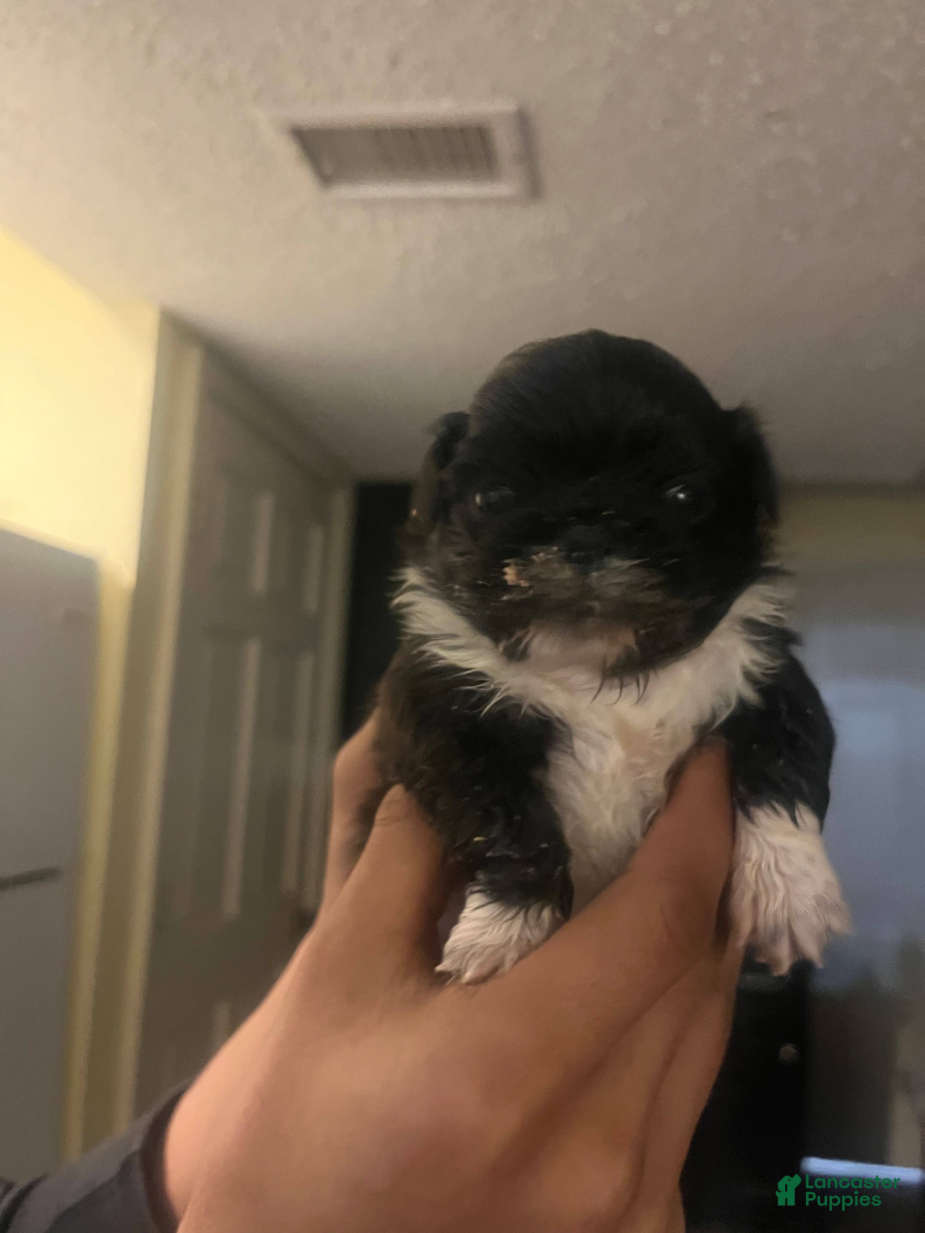 Pekingese dogs Pekingese Puppy 2 - Ad 2