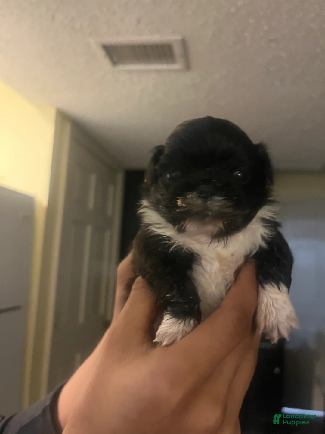 Pekingese dogs for sale: Pekingese Puppy 2 - Ad 1