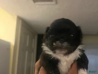 Pekingese dogs Pekingese Puppy 2 - Ad 2