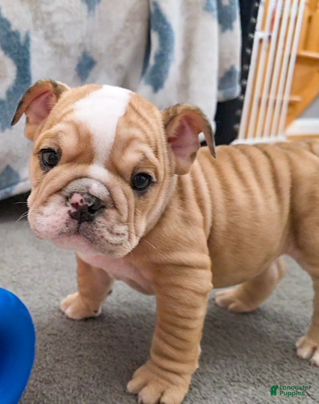 English Bulldog dogs Aegean  - Ad 2