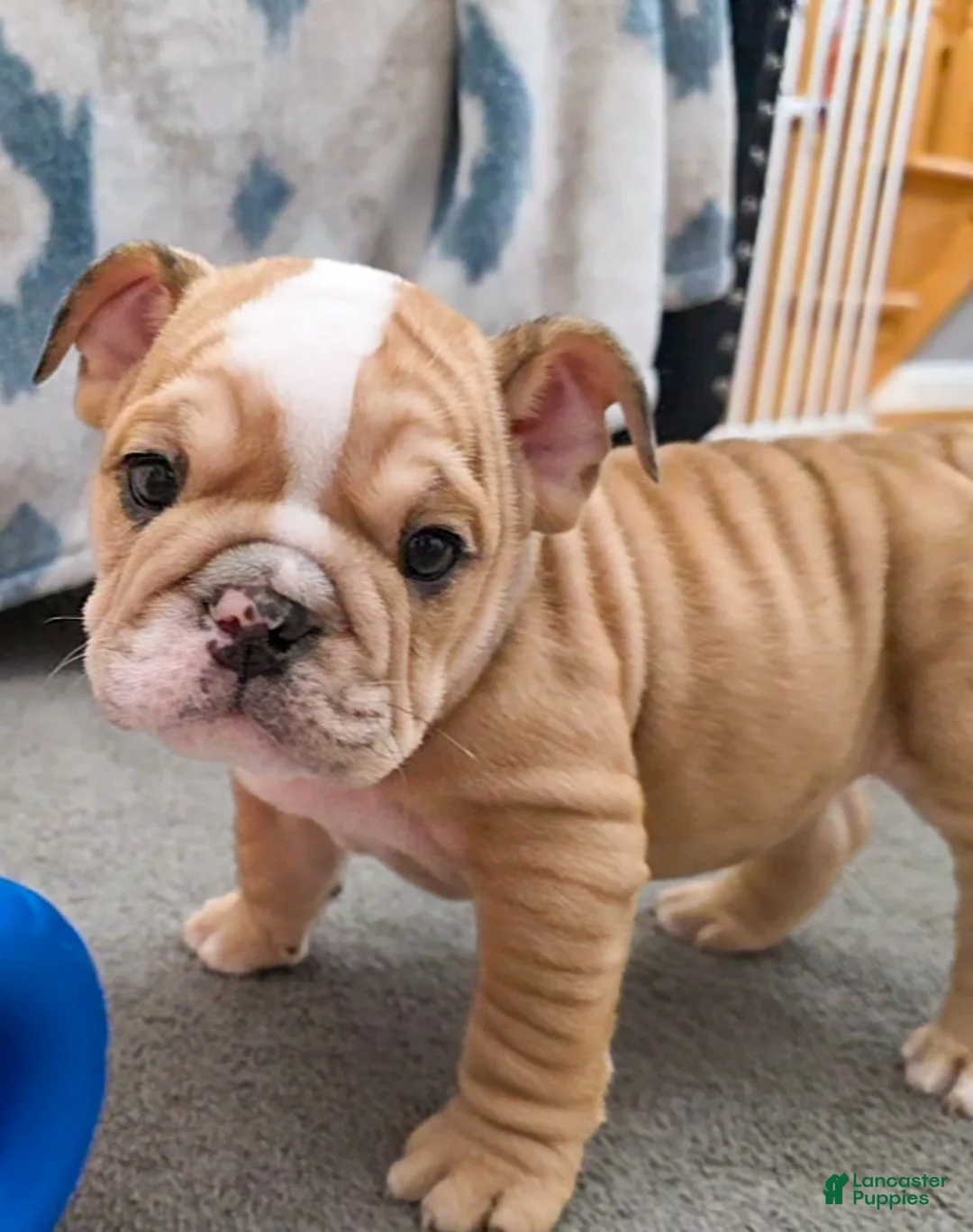 English Bulldog dogs for sale: Aegean  - Ad 2