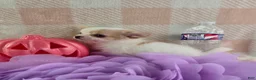 Chihuahua dogs for sale: Tulip - Ad 6