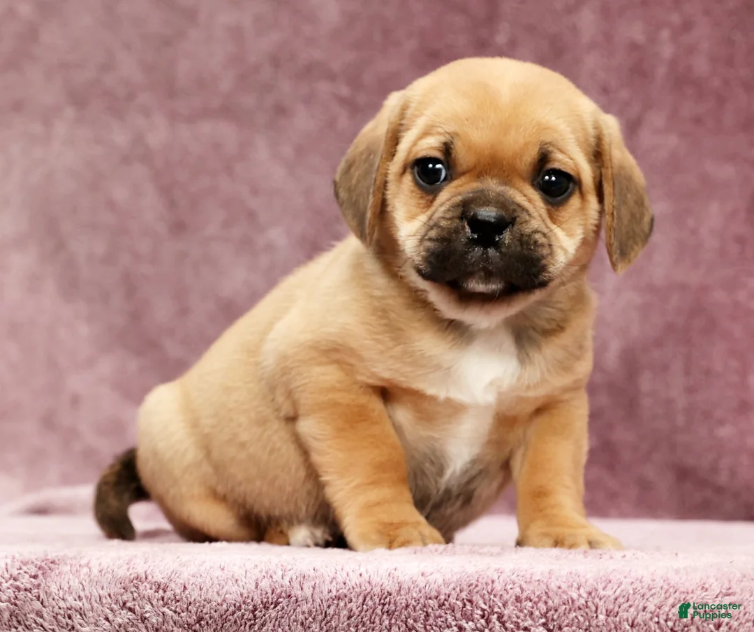 Puggle dogs for sale: Charlie - Ad 1