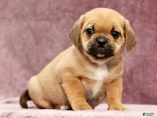 Puggle dogs for sale: Charlie - Ad 2