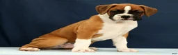 Boxer dogs for sale: Larry - Ad 5