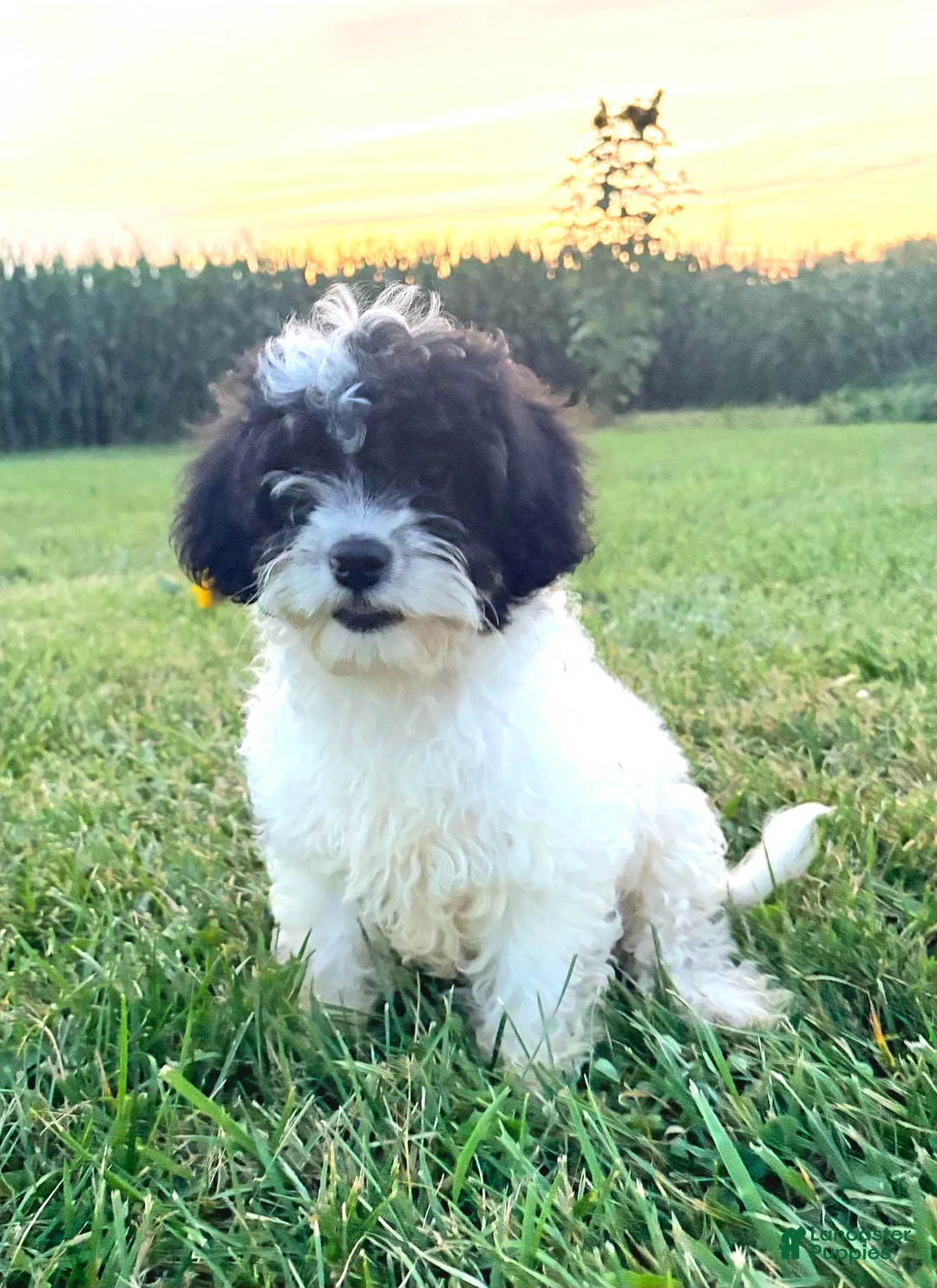 Cavapoo dogs for sale: Riley  - Ad 3