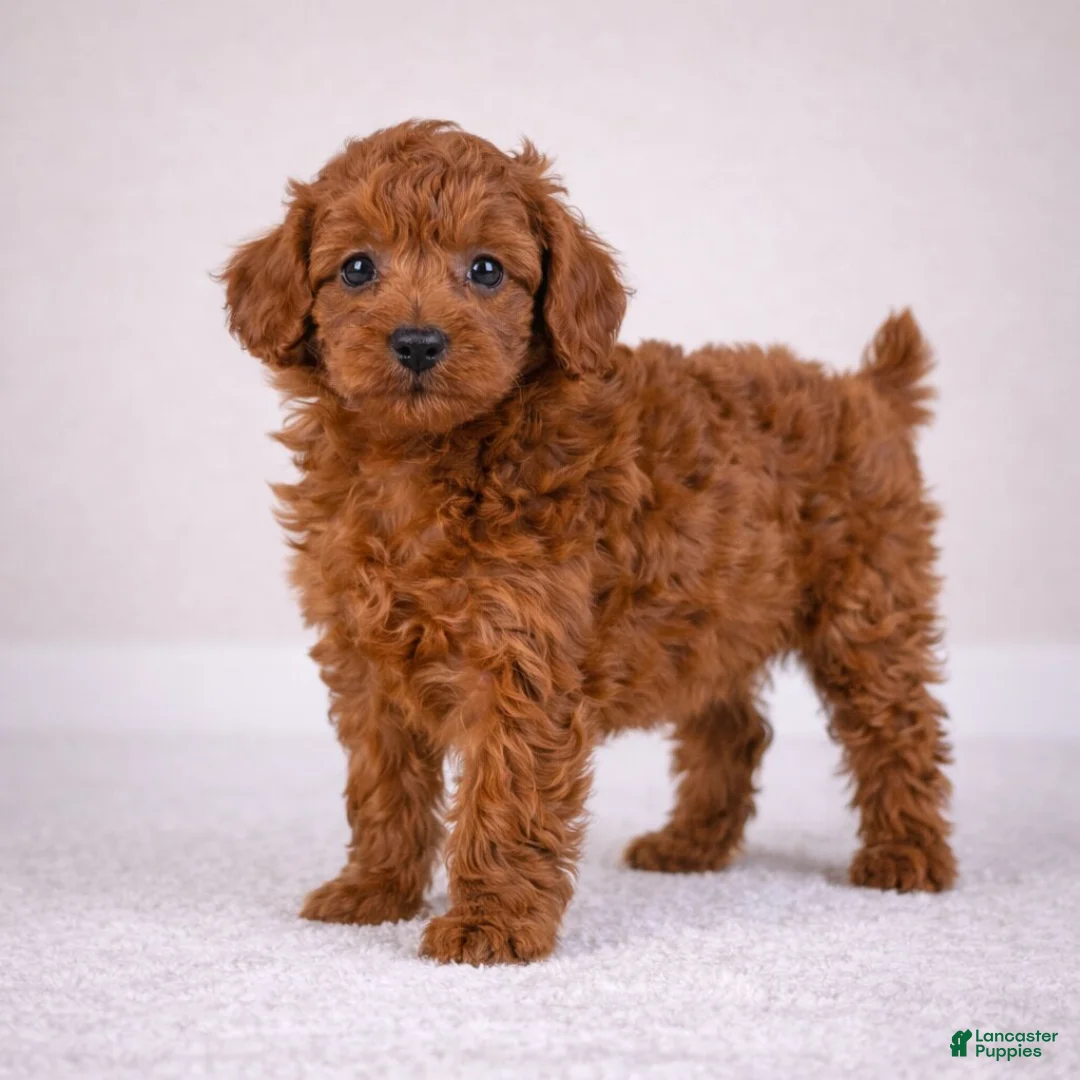 Cavapoo dogs for sale: MAX - Ad 1