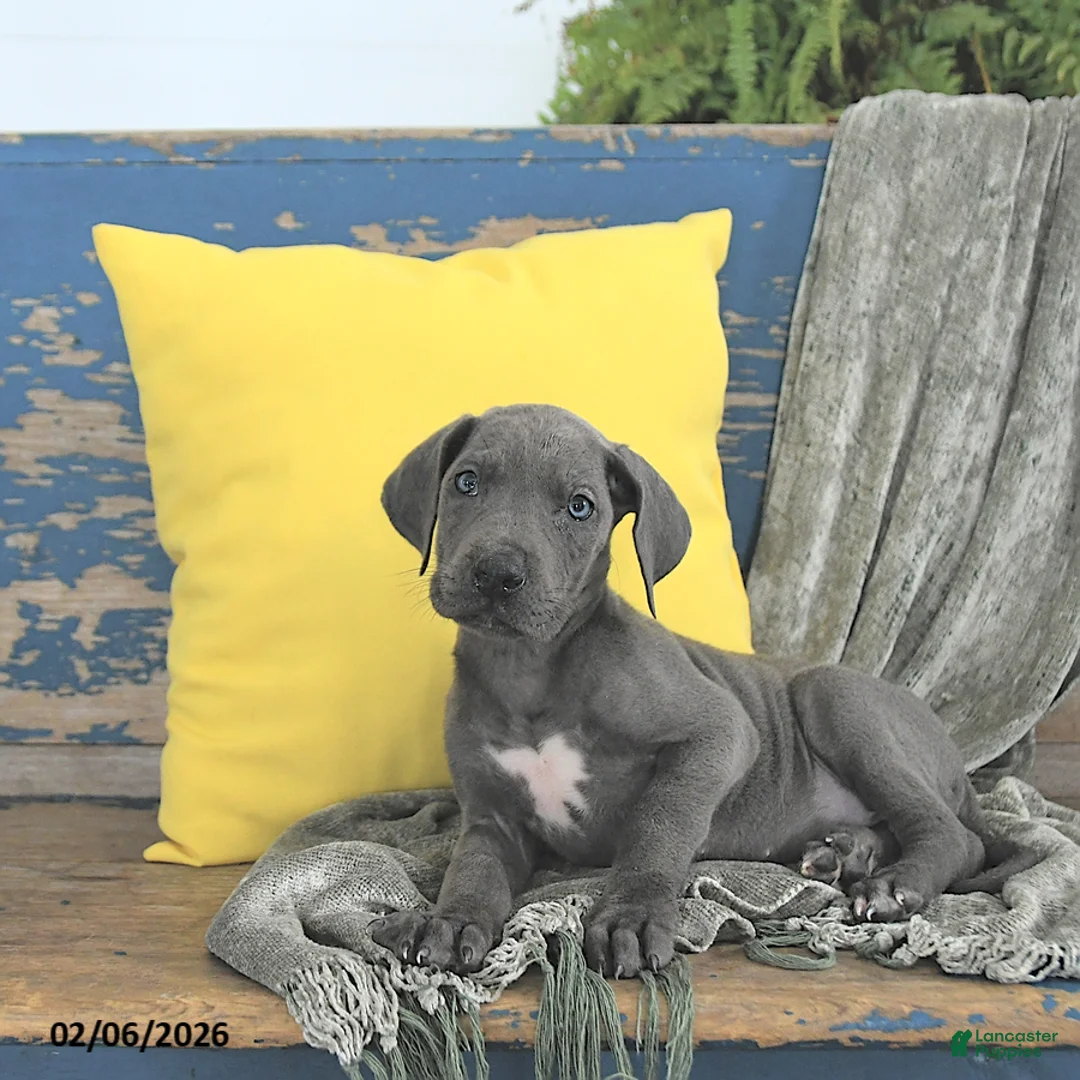 Great Dane dogs for sale: Khaleesi - Ad 2