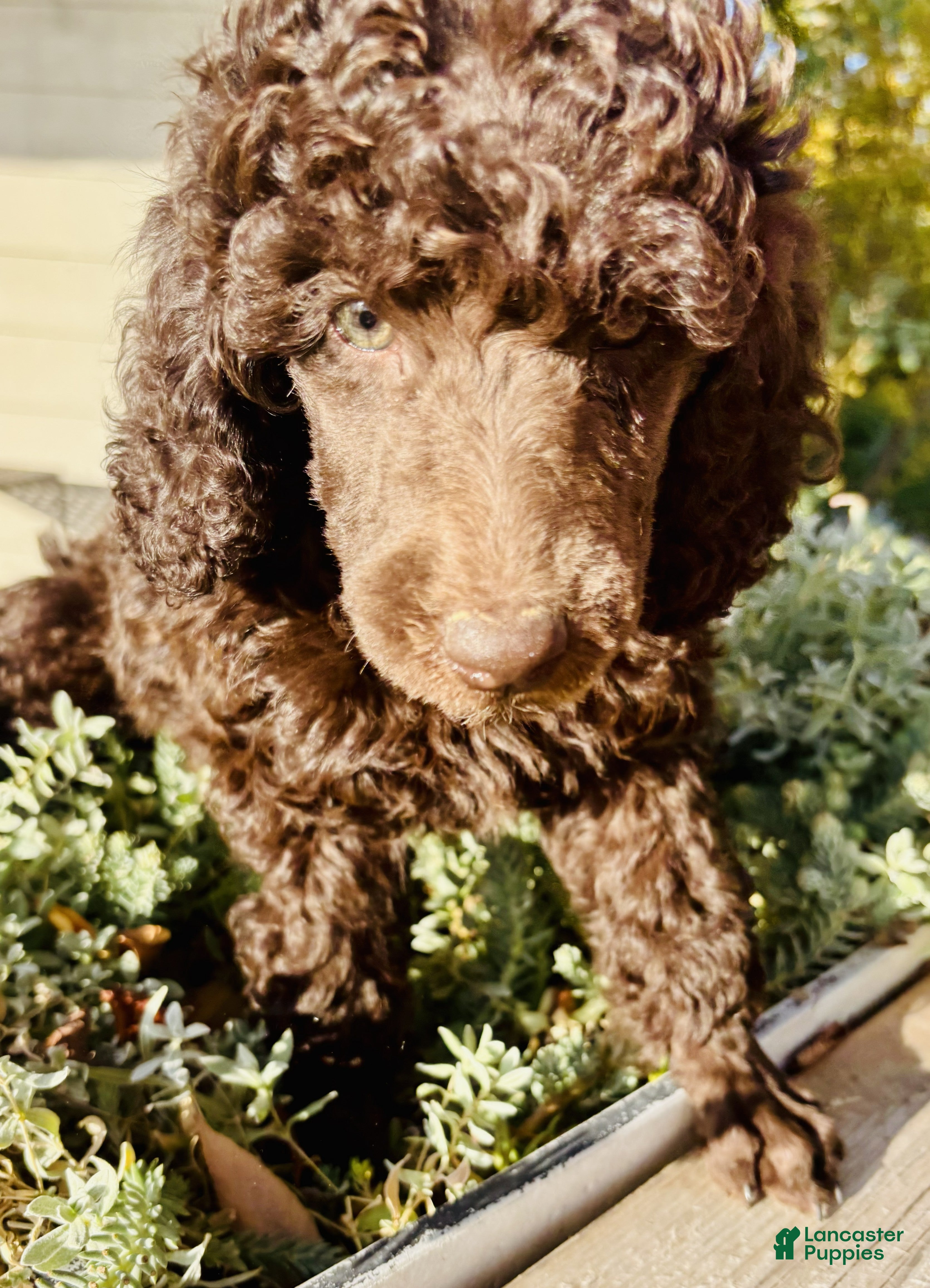Standard Poodle dogs for sale: Standard Poodle 6 Dark Brown - Ad 2
