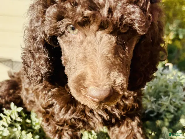 Standard Poodle dogs for sale: Standard Poodle 6 Dark Brown - Ad 2