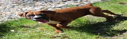 Boxer dogs for sale: Atticus - Ad 3