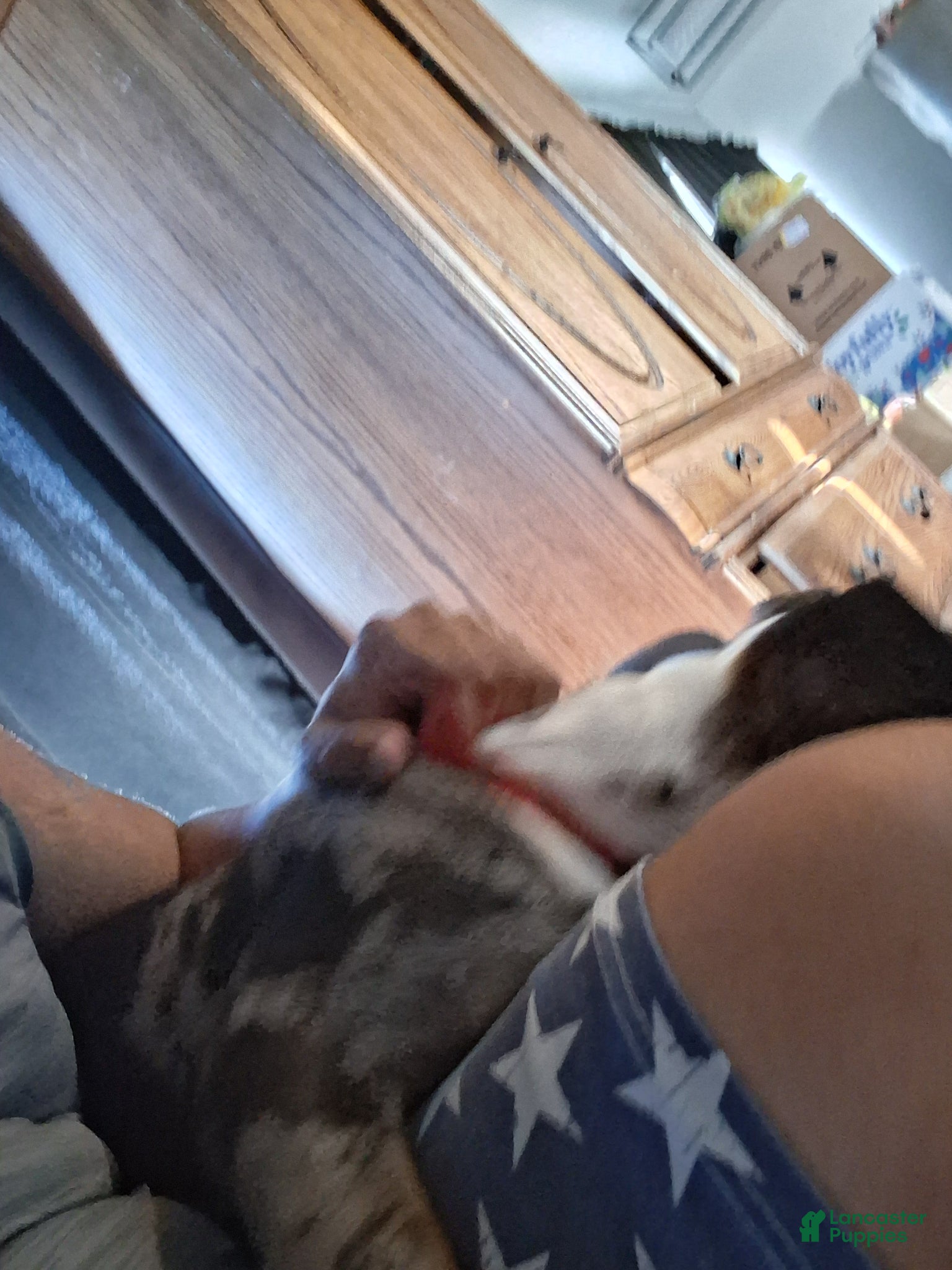 American Bully dogs American Bully Puppy 1 - Ad 2