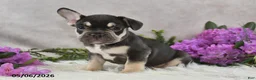 French Bulldog dogs for sale: Henrick - Ad 5