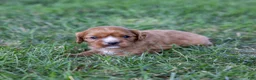 Cavalier King Charles Spaniel dogs for sale: Caramel  - Ad 7