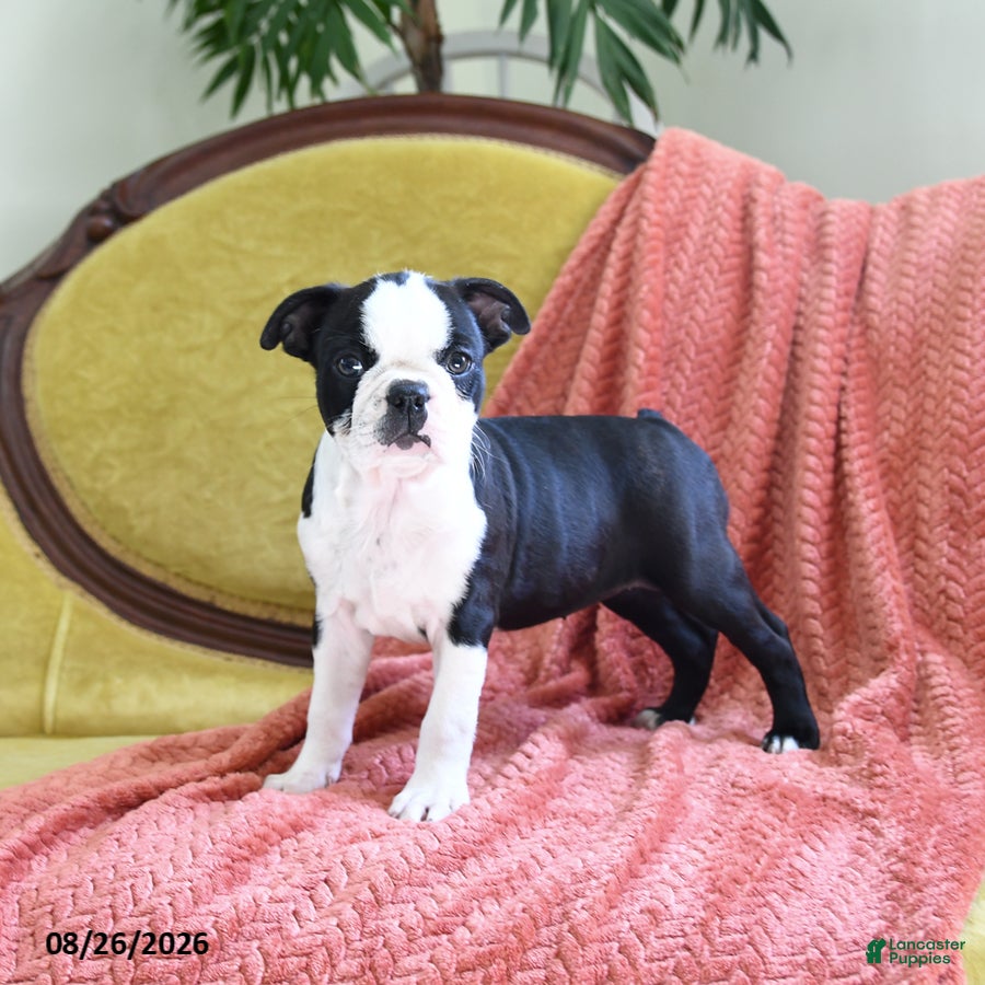 Boston Terrier dogs Alaina - Ad 2