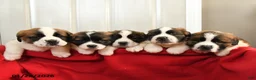 Saint Bernard dogs for sale: Heidi - Ad 3