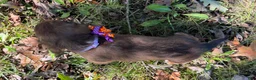 Miniature Dachshund dogs for sale: Rosie - Ad 3
