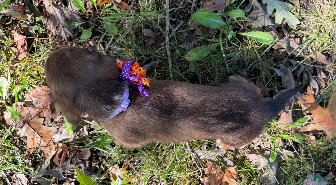 Miniature Dachshund dogs for sale: Rosie - Ad 3