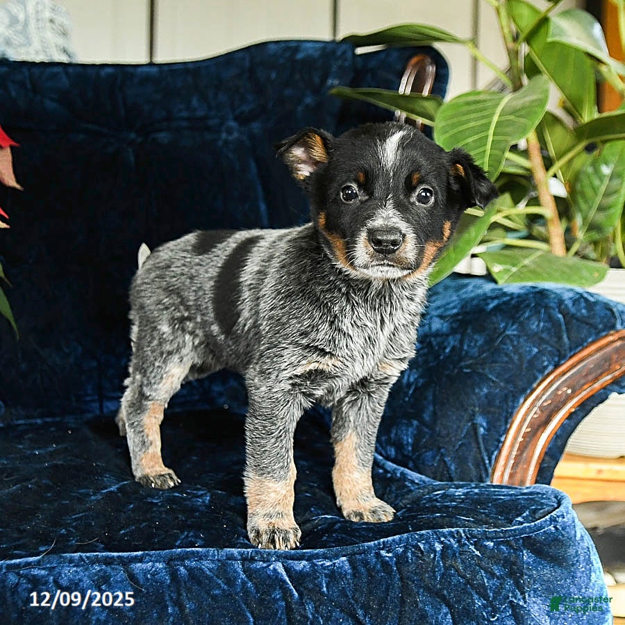 Australian Cattle Dog dogs Espresso - Ad 2