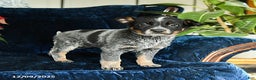 Australian Cattle Dog dogs for sale: Espresso - Ad 2
