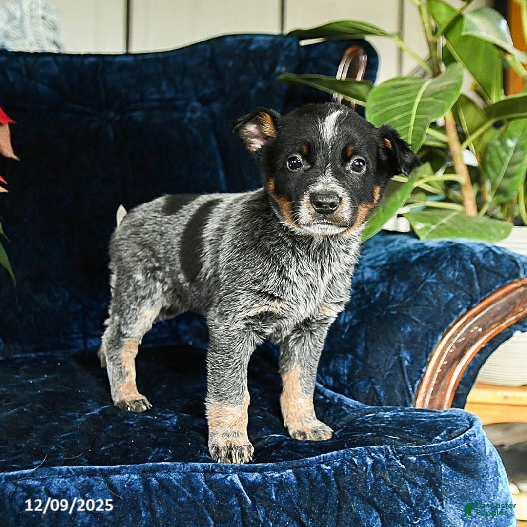 Australian Cattle Dog dogs for sale: Espresso - Ad 2