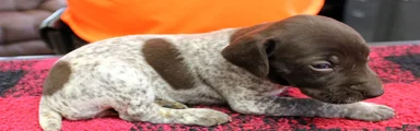 German Shorthaired Pointer Puppy 7