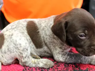 German Shorthaired Pointer dogs for sale: German Shorthaired Pointer Puppy 7 - Ad 1