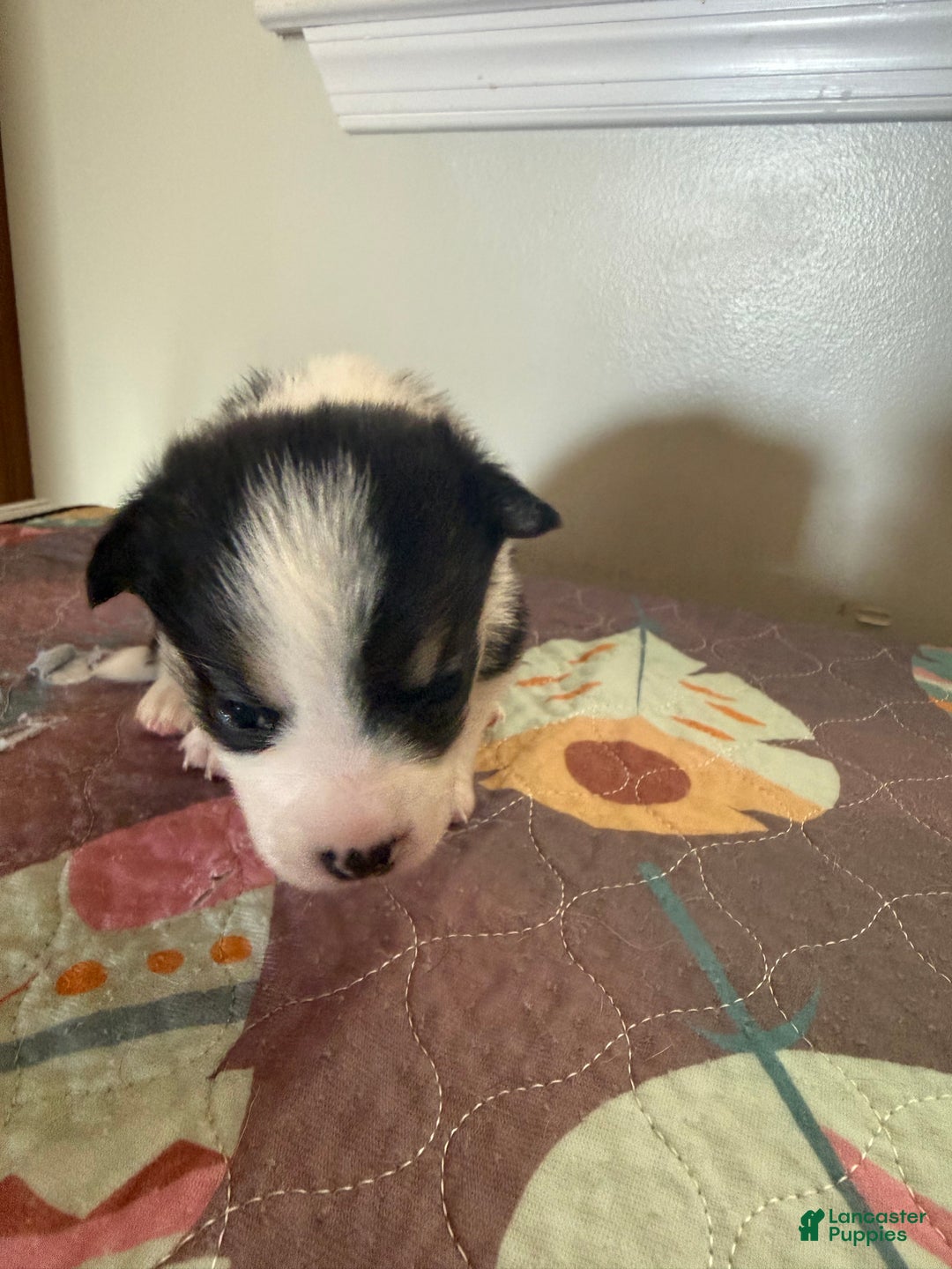 Welsh Corgi Pembroke dogs for sale: Pooh - Ad 10