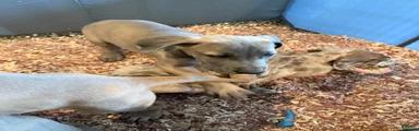 Great Dane 2