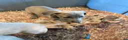 Great Dane dogs for sale: Great Dane 2 - Ad 1