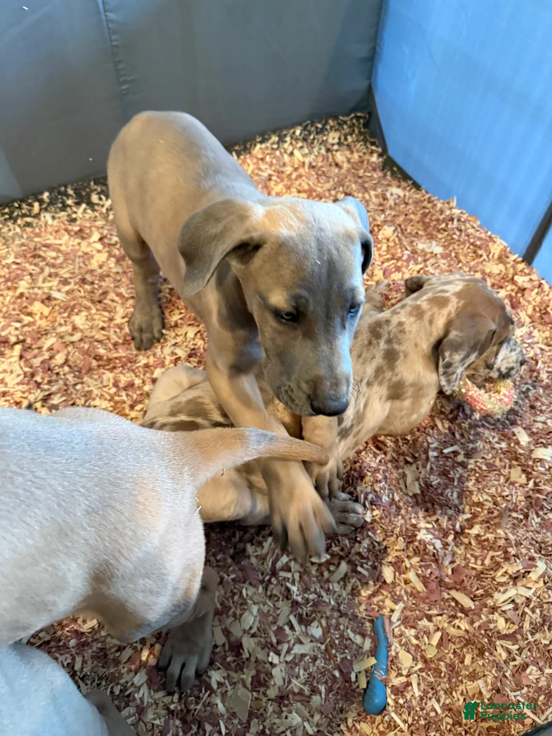 Great Dane dogs for sale: Great Dane 2 - Ad 1