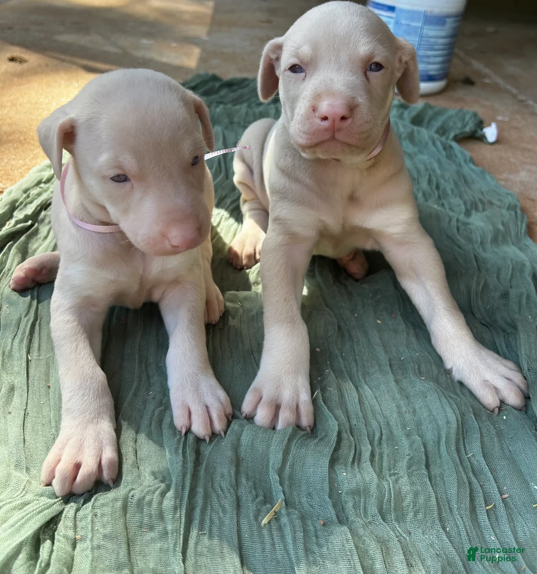 Doberman Pinscher dogs for sale: Doberman Pinscher Puppy 6 - Ad 3