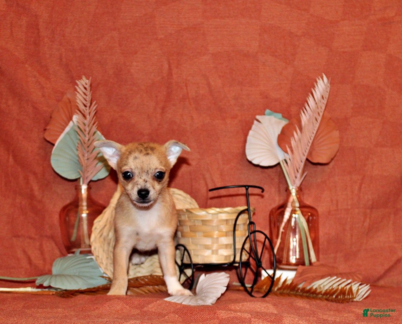Chihuahua dogs Thaddeus - Ad 1