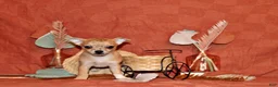 Chihuahua dogs for sale: Thaddeus - Ad 1