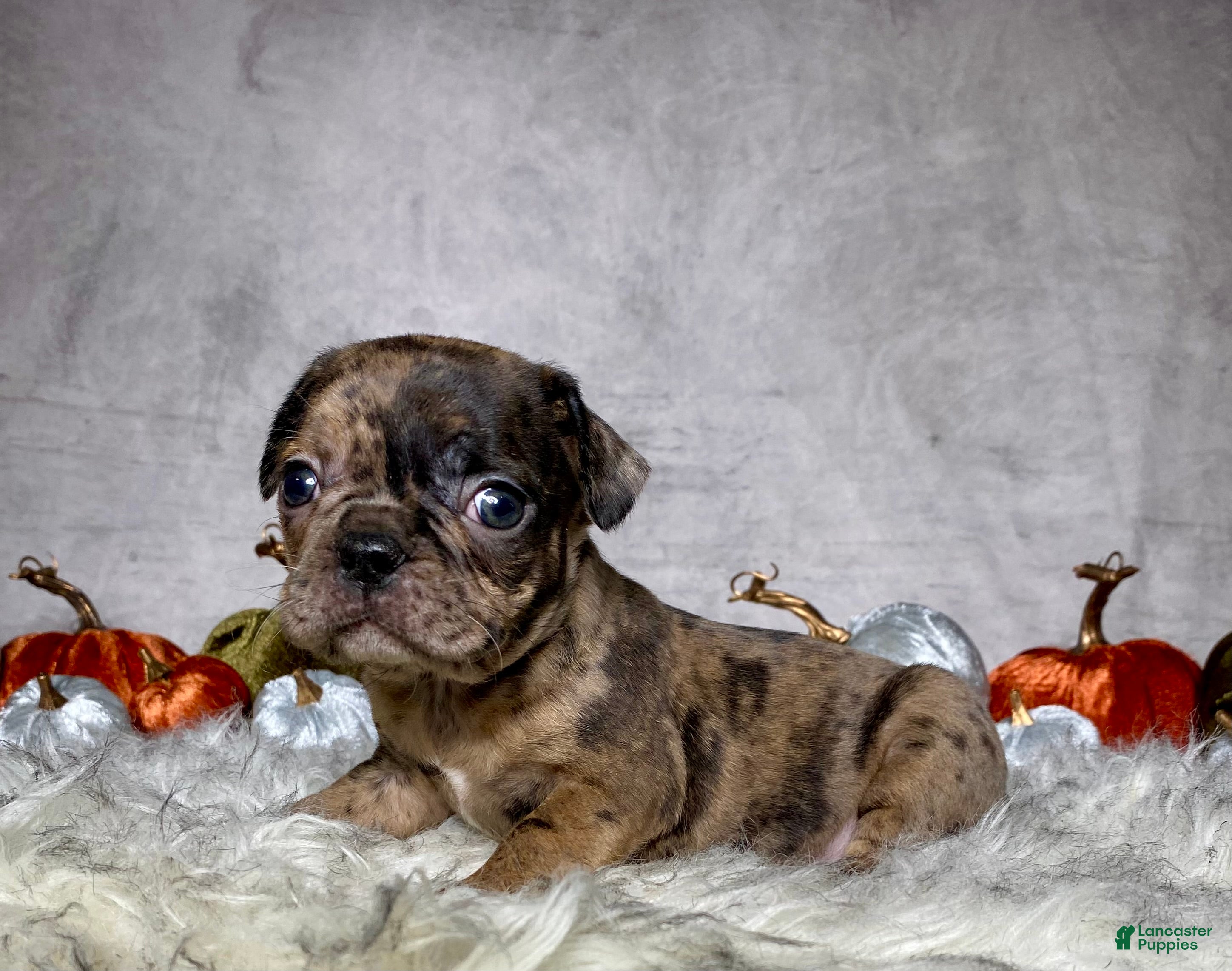 Mixed Breed dogs for sale: Miss Maisie  - Ad 1