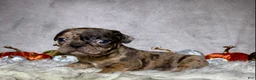 Mixed Breed dogs for sale: Miss Maisie  - Ad 1