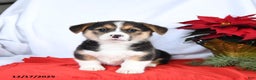 Welsh Corgi Pembroke dogs for sale: Rosie - Ad 1