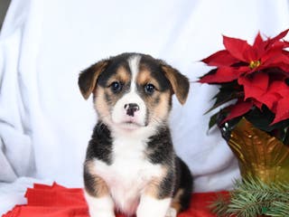 Welsh Corgi Pembroke dogs Rosie - Ad 12