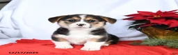Welsh Corgi Pembroke dogs for sale: Rosie - Ad 1