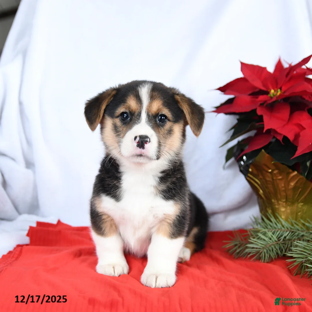 Welsh Corgi Pembroke dogs for sale: Rosie - Ad 1