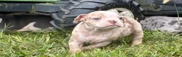 Olde English Bulldogge dogs for sale: Olde English Bulldogge 10 - Ad 3