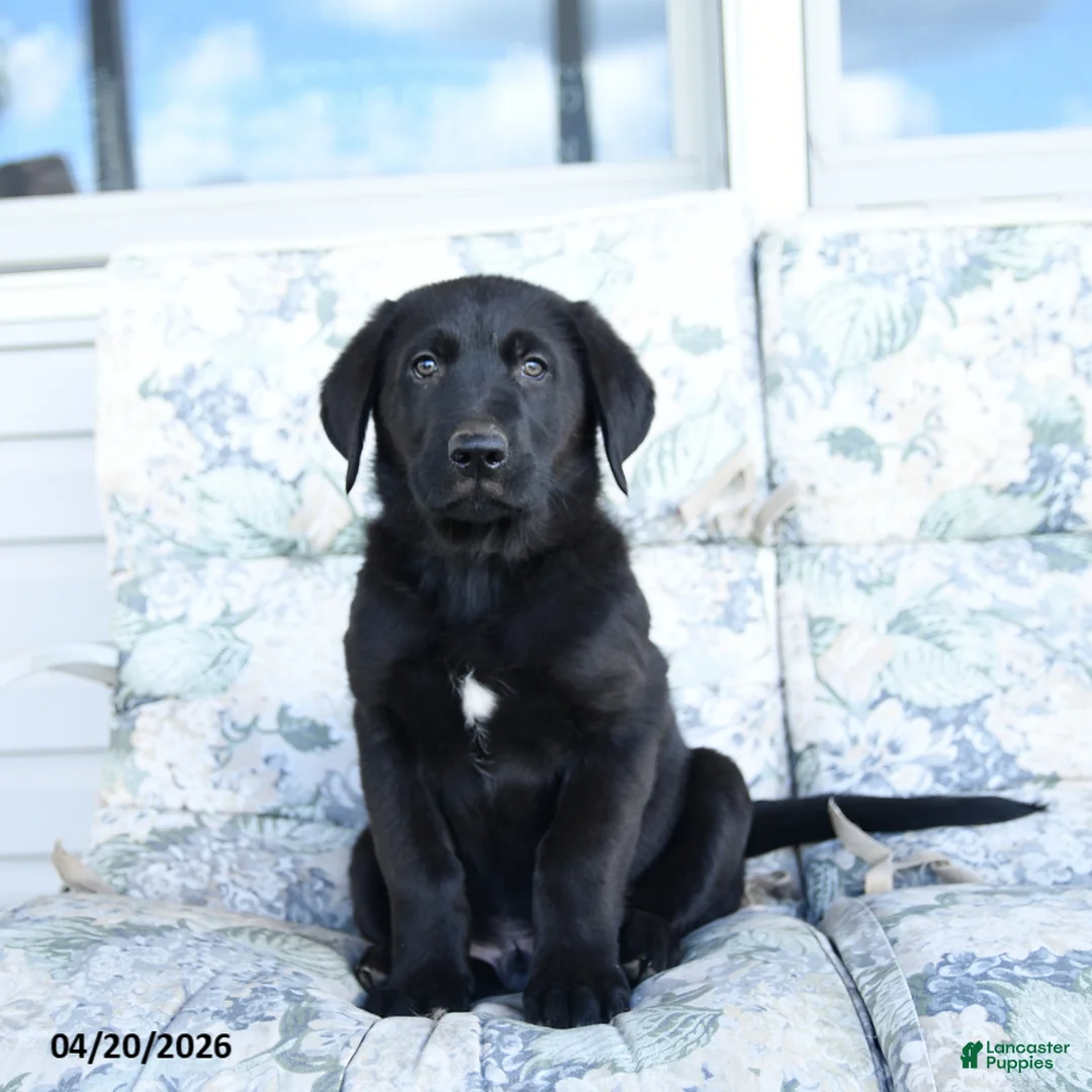 Mixed Breed dogs for sale: Lawson - Ad 2