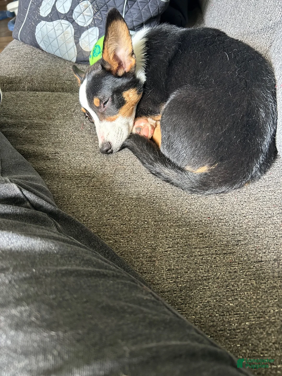 American Corgi dogs for sale: American Corgi 3 - Ad 2