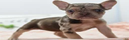 Mixed Breed dogs for sale: Pumpkin spice  - Ad 3