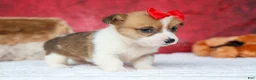 Welsh Corgi Pembroke dogs for sale:   Arlo💙 - Ad 18