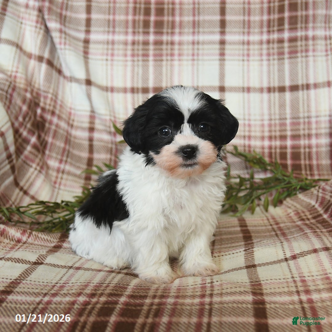 Teddy Bear dogs for sale: Winston - Ad 4