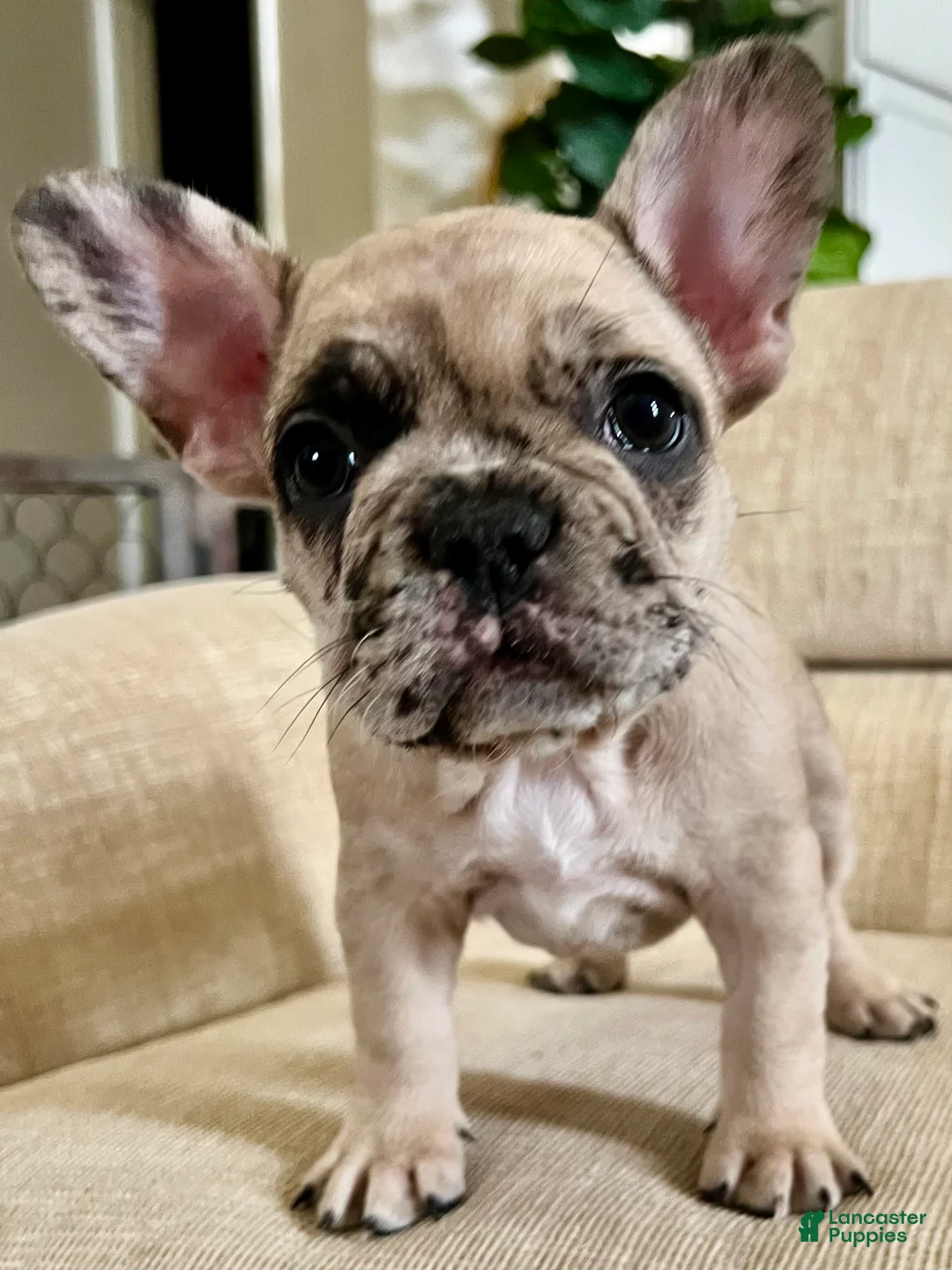 French Bulldog dogs for sale: Grace - Ad 2